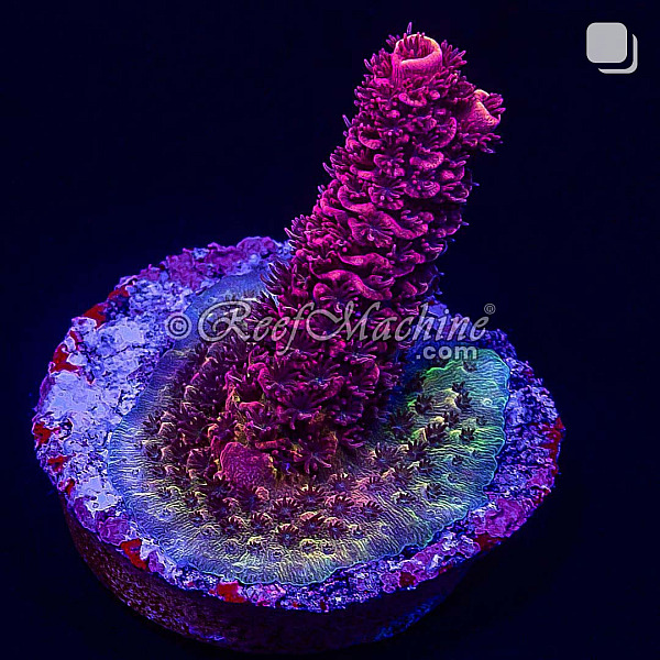 RM Rubicunda Millepora Acro Coral | 6L8A2713.jpg
