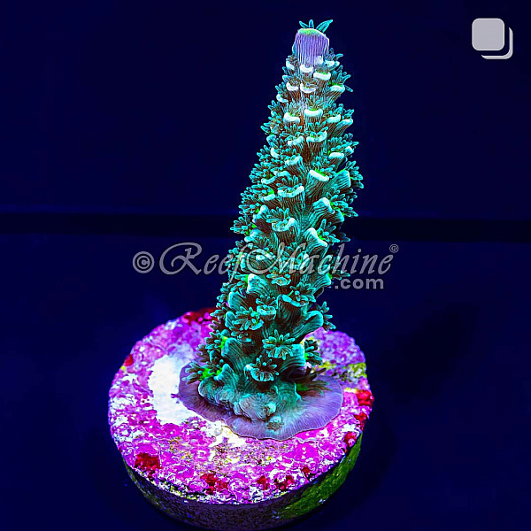 RM Dayglow Acropora Vermiculata Coral | 6L8A2527.jpg