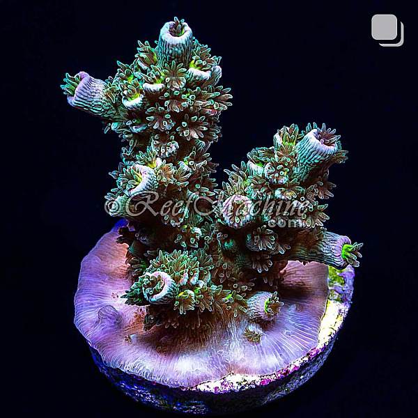 RM Tutti Frutti Acropora Bifaria (Tenuis) Coral | 6L8A2726.jpg
