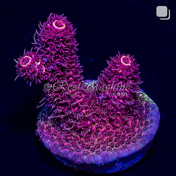 RM Rubicunda Millepora Acro Coral | 6L8A2708.jpg