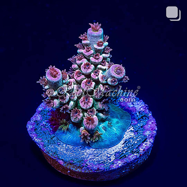 RM Cherry Blossom Acropora Bifaria (Tenuis) Coral | 6L8A2470.jpg