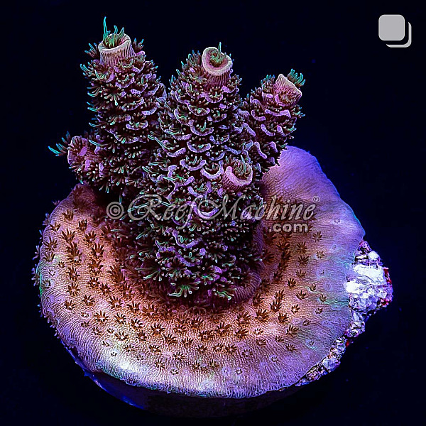RM Twister Zinger Millepora Acro Coral | 6L8A2718.jpg