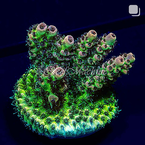 RM Gold Tip Tabling Acropora Coral | 6L8A2494.jpg