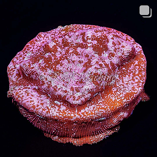  Klepto Lepto Leptoseris Coral | 6L8A2763.jpg