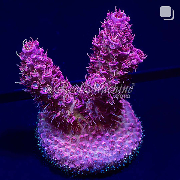 RM Queen of Hearts Millepora Acro Coral | 6L8A2480.jpg
