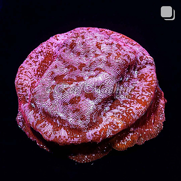  Klepto Lepto Leptoseris Coral | 6L8A2759.jpg