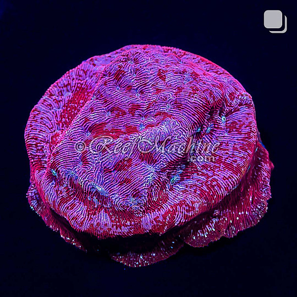  Klepto Lepto Leptoseris Coral | 6L8A2758.jpg