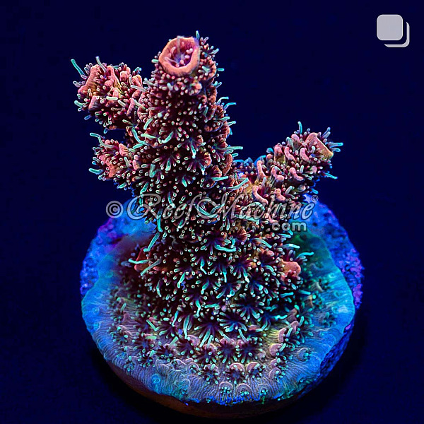 RM Wildfire Rainbow Millepora Acro Coral | 6L8A2649.jpg