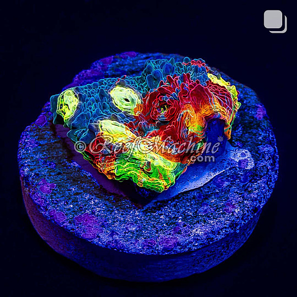 Master Grade Rainbow Crush Chalice Coral (Tank Grown) | 6L8A2668.jpg