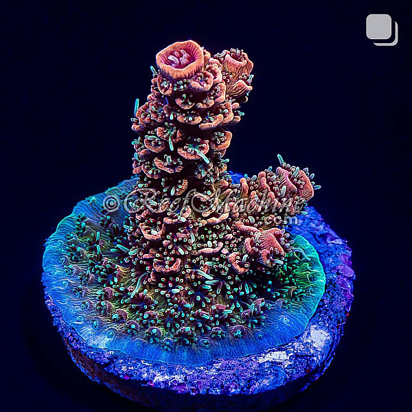 RM Wildfire Rainbow Millepora Acro Coral | 6L8A2675.jpg