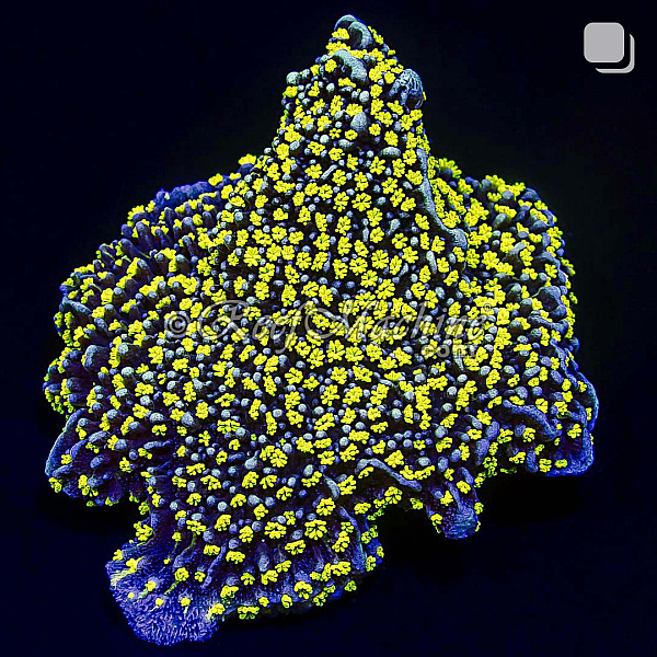 Tubbs Stellata Montipora Monti Coral (Lilac Tips) | 6L8A2719.jpg