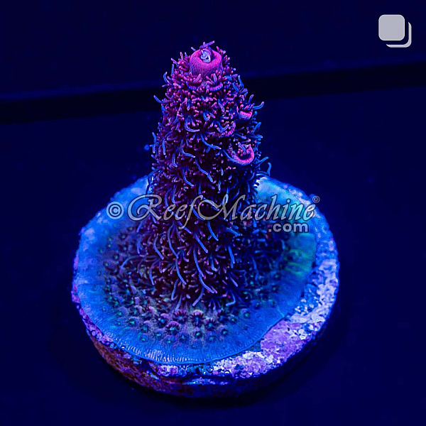 RM Pink Midnight Millepora Acro Coral