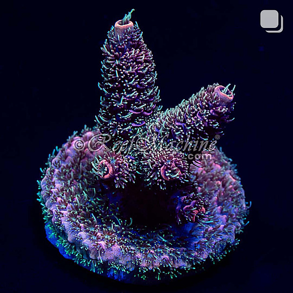 RM Tropical Punch Millepora Acro Coral | 6L8A2686.jpg