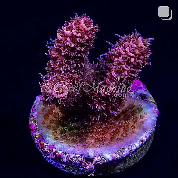 RM Rubicunda Millepora Acro Coral | 6L8A2716.jpg