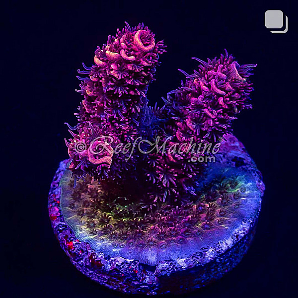 RM Rubicunda Millepora Acro Coral | 6L8A2715.jpg