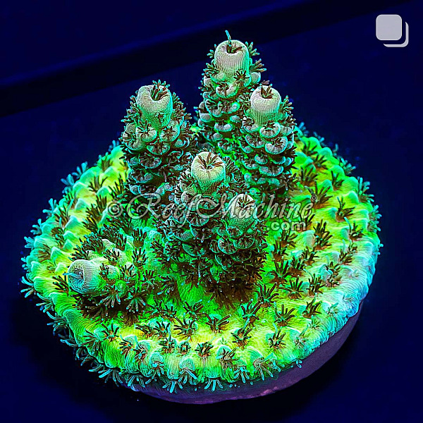 RM Gold Tip Tabling Acropora Coral | 6L8A2497.jpg