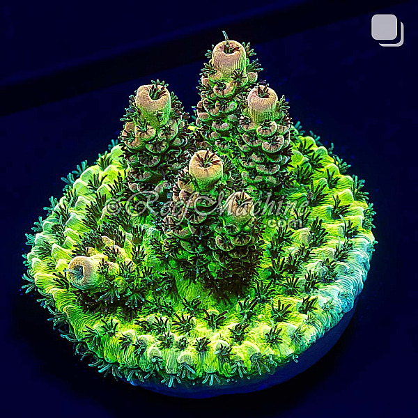 RM Gold Tip Tabling Acropora Coral