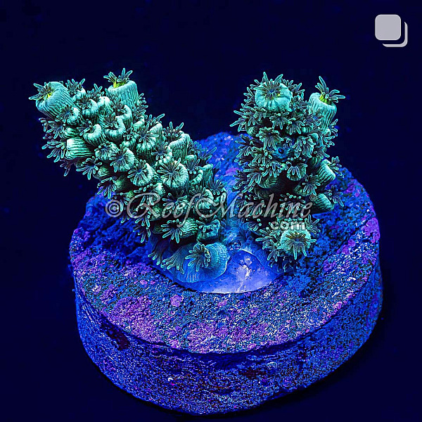 RM Teal Blue Acropora Bifaria (Tenuis) Coral
