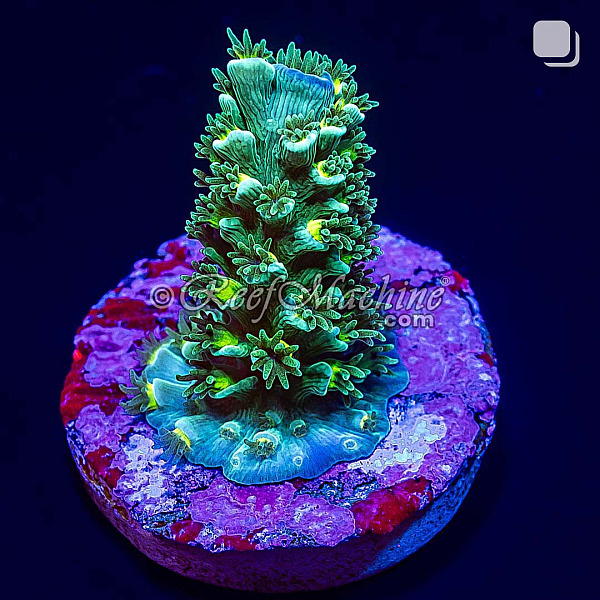 RM Dayglow Acropora Vermiculata Coral