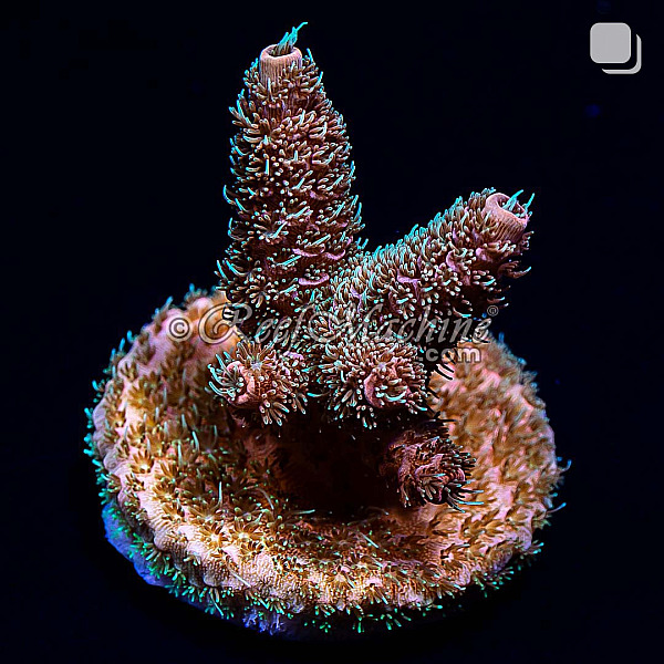 RM Tropical Punch Millepora Acro Coral | 6L8A2687.jpg