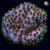 Rainbow Skittles Cyphastrea Coral | 6L8A2770.jpg
