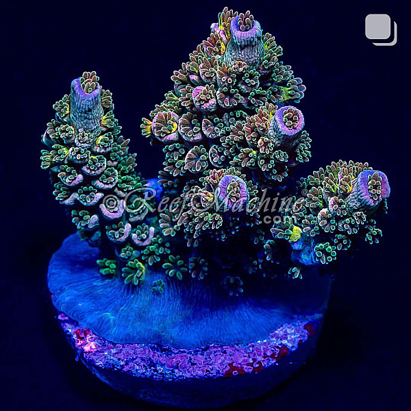 RM Tutti Frutti Acropora Bifaria (Tenuis) Coral
