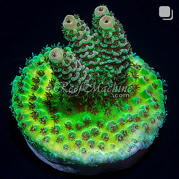 RM Gold Tip Tabling Acropora Coral | 6L8A2776.jpg
