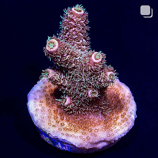 RM Twister Zinger Millepora Acro Coral | 6L8A2703.jpg