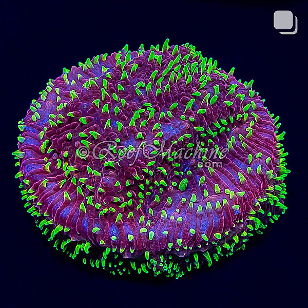 Freak Hair Pavona Coral | 6L8A2801.jpg