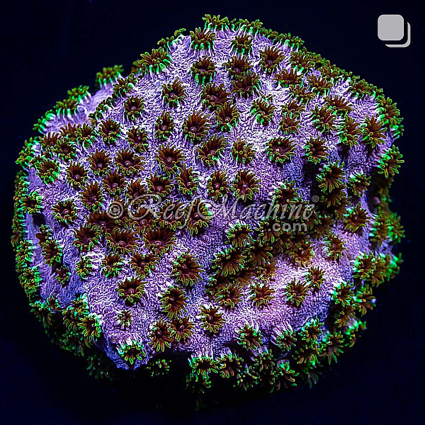 Rainbow Skittles Cyphastrea Coral | 6L8A2770.jpg