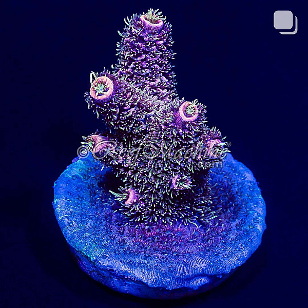 RM Twister Zinger Millepora Acro Coral