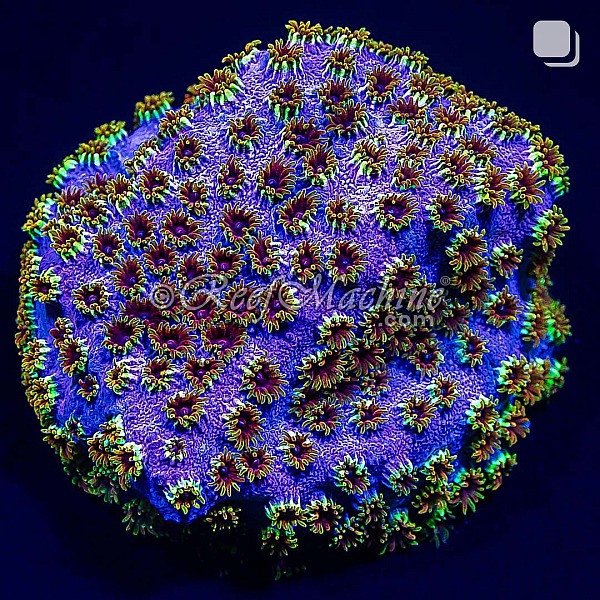 Rainbow Skittles Cyphastrea Coral