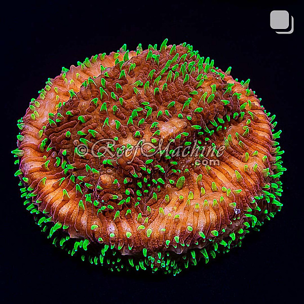 Freak Hair Pavona Coral | 6L8A2802.jpg